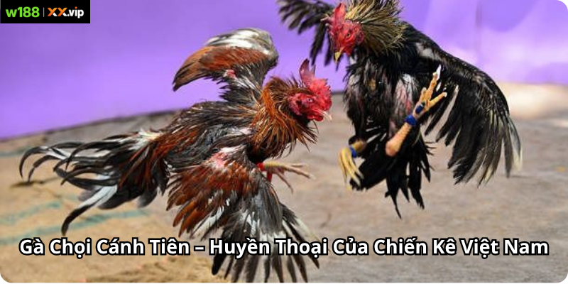 Gà Chọi Cánh Tiên – Huyền Thoại Của Chiến Kê Việt Nam