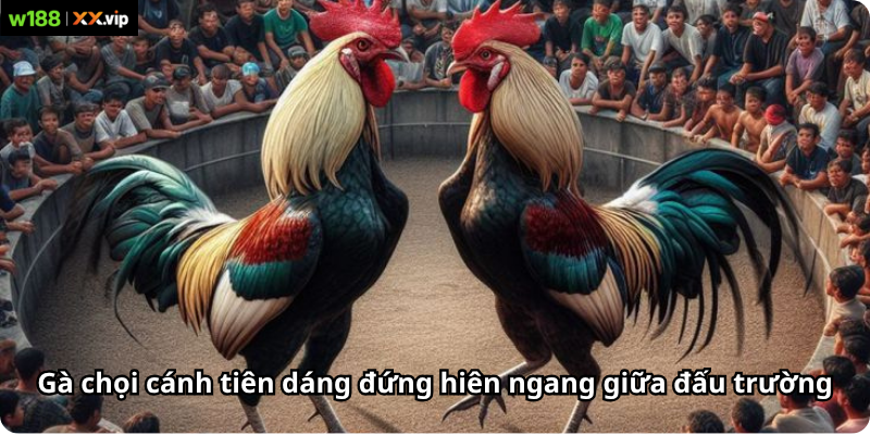 Gà chọi cánh tiên dáng đứng hiên ngang giữa đấu trường