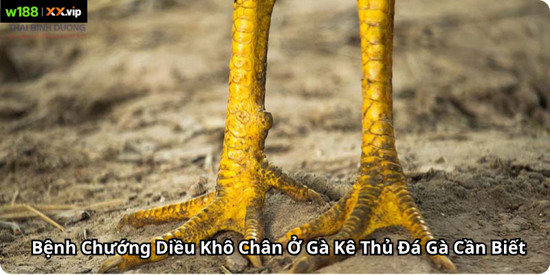Bệnh Chướng Diều Khô Chân Ở Gà Kê Thủ Đá Gà Cần Biết