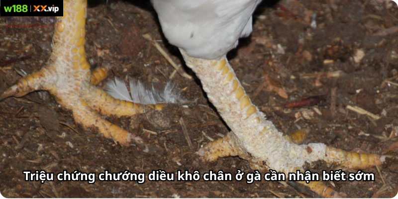 Triệu chứng chướng diều khô chân ở gà cần nhận biết sớm