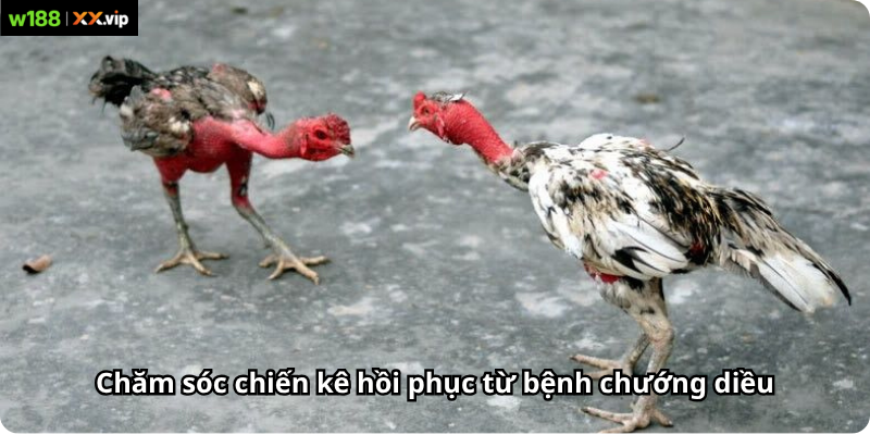 Chăm sóc chiến kê hồi phục từ bệnh chướng diều